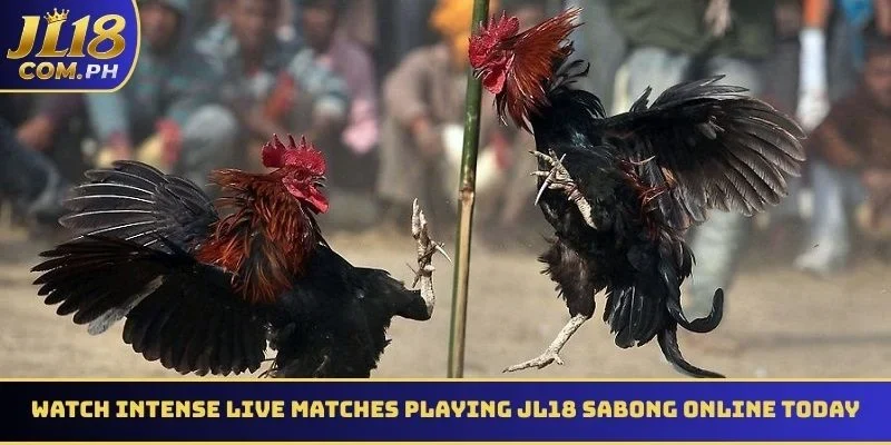 Watch intense live matches playing JL18 Sabong online today
